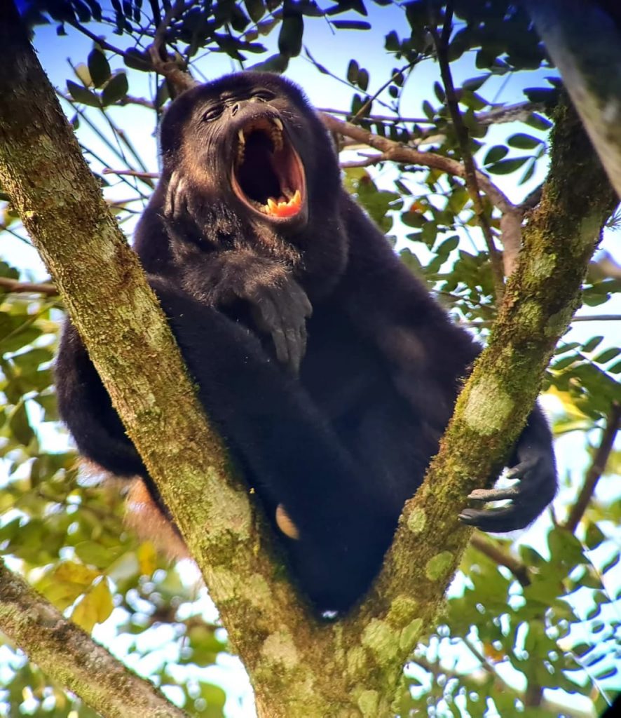 arenal hanging brindges tour