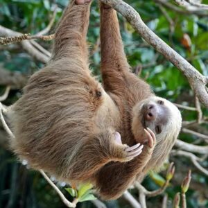 Rain Forest Sloths Tour (Regular)