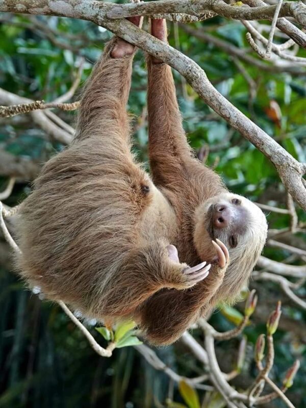 Rain Forest Sloths Tour (Regular)