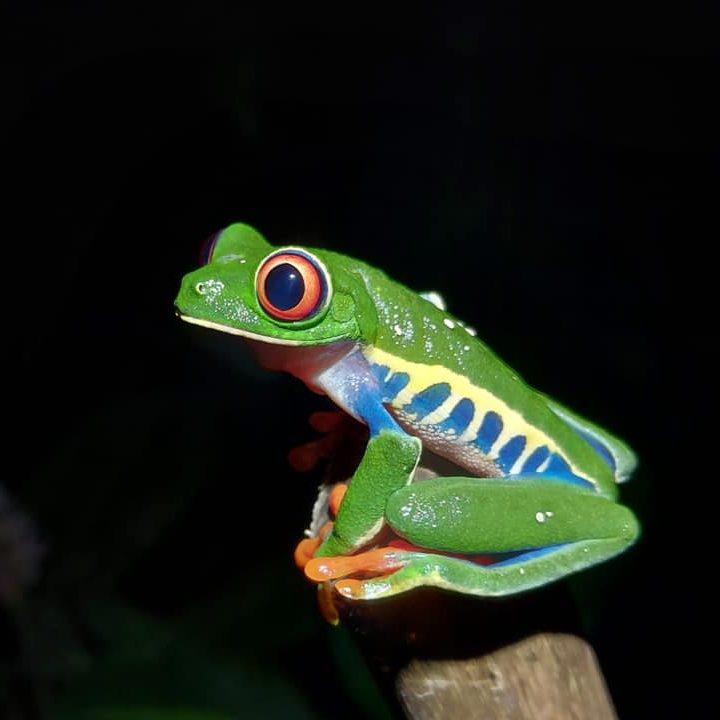 Private Nocturnal Forest Expedition