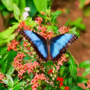 BUTTERFLY GARDEN  PRIVATE