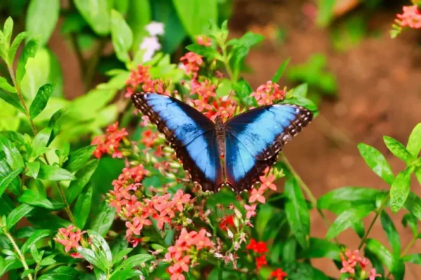 BUTTERFLY GARDEN  PRIVATE