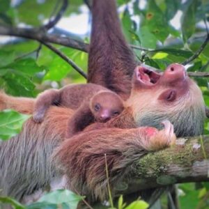 Rain Forest   Sloth  Tour (Private)