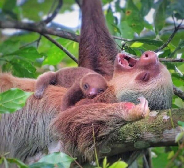 Rain Forest   Sloth  Tour (Private)